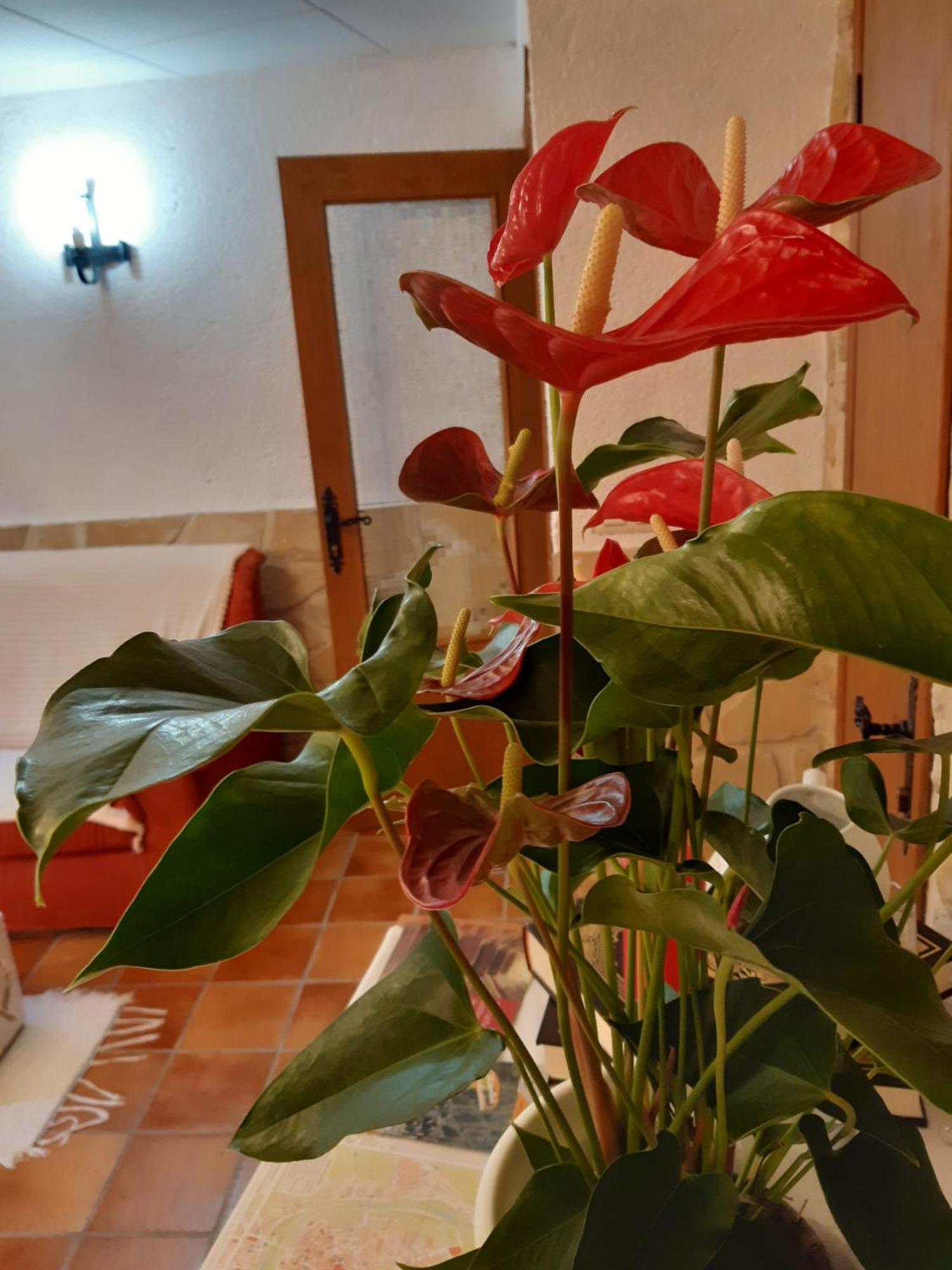 Musas Gastro Casa Rural Apartment Valdealgorfa ภายนอก รูปภาพ